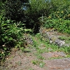 Plants: image 151 Of 208 Thumb